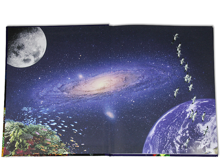 Птицы, рыбы и слоны